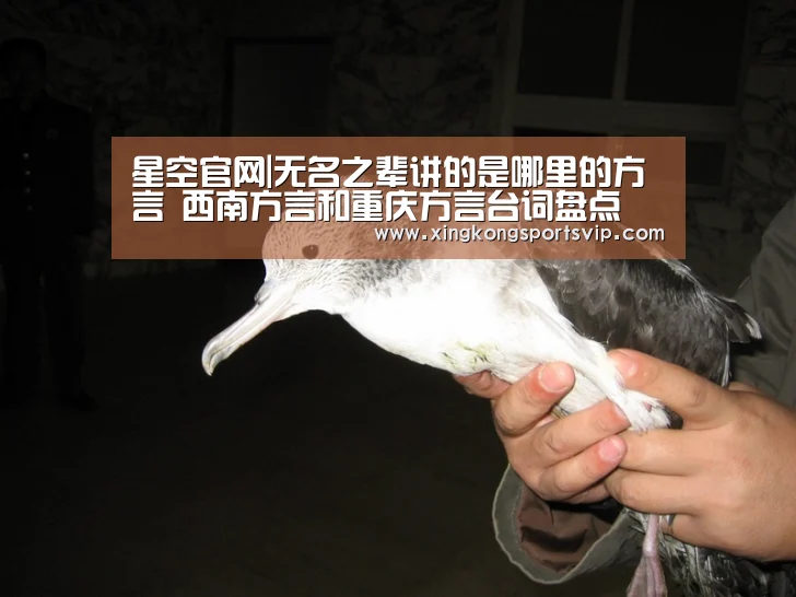 星空官网|无名之辈讲的是哪里的方言 西南方言和重庆方言台词盘